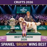 Bruin the Clumber Spanie
